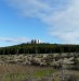 Dalla terra amica di Castel del Monte, 50 anni fa un farmaco anticancro